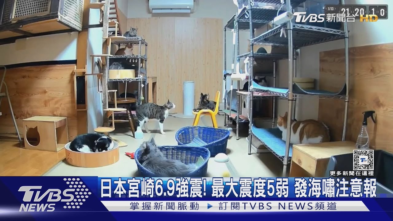 傻眼貓咪!日本宮崎6.9強震 10貓全體定格