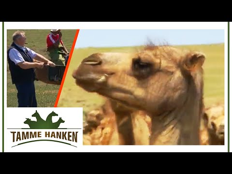 , title : 'Tamme in der mongolischen Steppe: Fängt er ein Kamel? | Tamme Hanken | Kabel Eins'