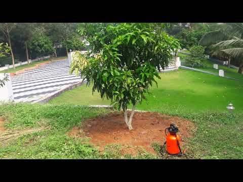Fruit Garden setting in Ponnani Malappuram Kerala India
