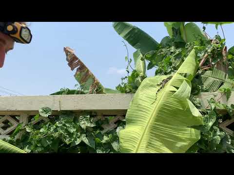 Thai Water Monitor Part 5 (Finale)