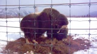 Musk Ox