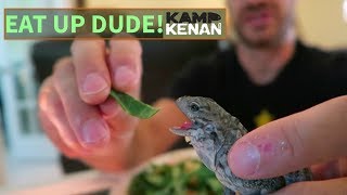 How To Get a Baby Iguana to Eat