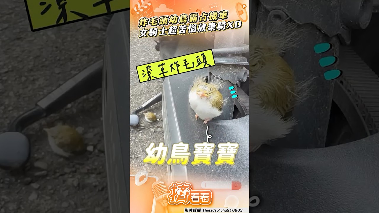 影音/潦草「炸毛頭幼鳥」霸占機車! 女騎士見「呆萌臉」超苦惱不敢動