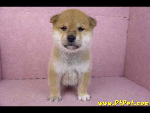 12/10赤色柴犬公幼犬(屏東萬丹)