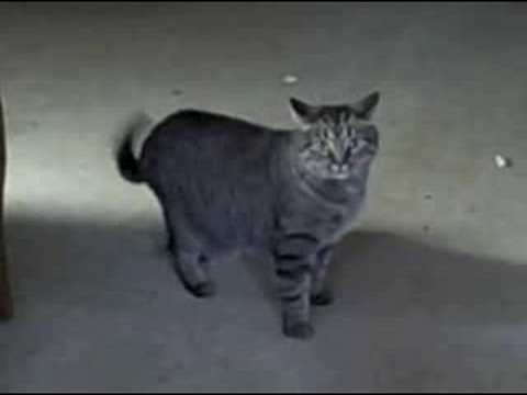 Bailey - Miss Stubby legs