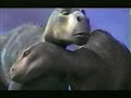 Dinosaur (2000) - TV Spot 9 (Now Playing)