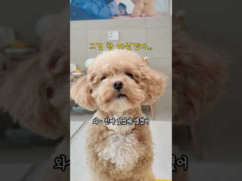 시각장애인이 혼자 촬영하다가.. 강아지로 변신? #상황극