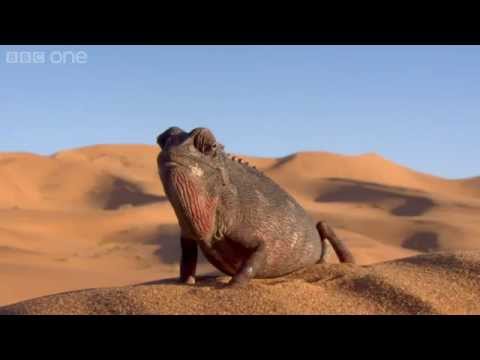 Chameleon Pi Desert Of Lost Distractions