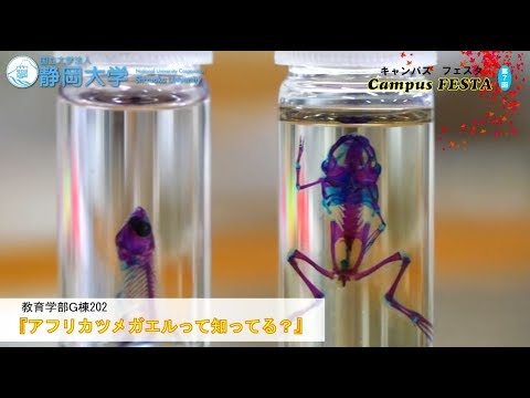 言語文化学科 『アフリカツメガエルって知ってる？』第7回キャンパスフェスタ in 静岡 2017 - 静岡大学
