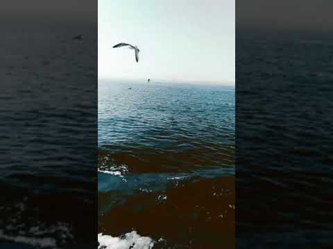 #جوله بالسفينه على شاطئ جزيره الأميرات.. سبحان الله