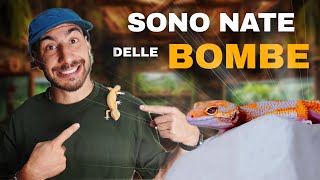 BABY GECHI LEOPARDINI 2025 – PARTE 3 | TUTTI I MORPH DEL MIO ALLEVAMENTOnto