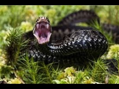 Tajemnice Węży - Żmije