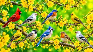 🍃 Relaxing Piano & Birdsongs | Serene Green Valley for Healing & Tranquility