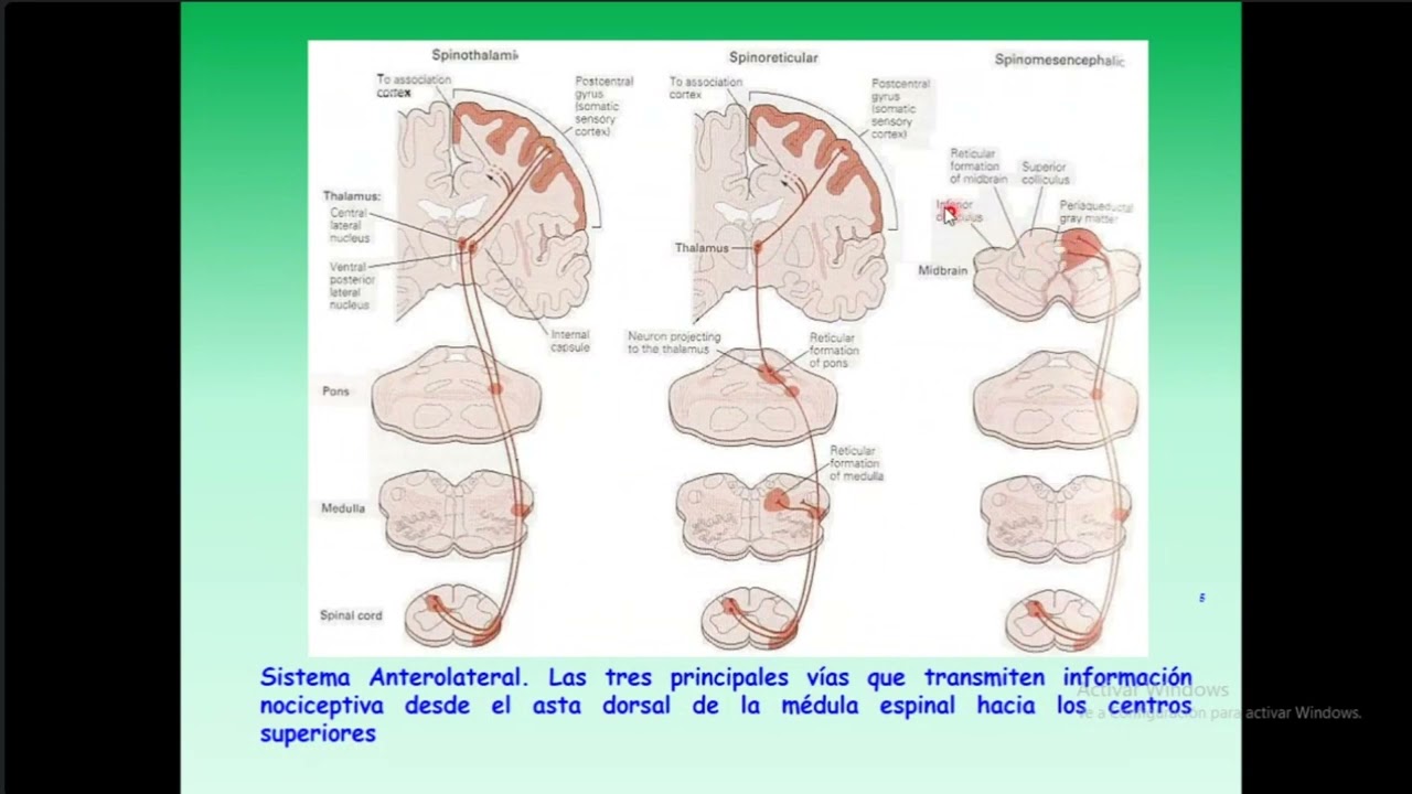 Fisiología I - Fisiología del dolor (19/04/24)