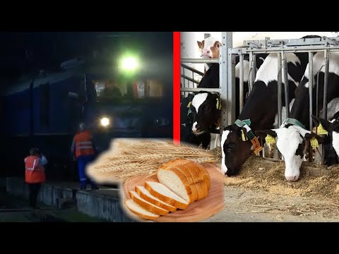 Հաց և տեսարան` հորթերի համար