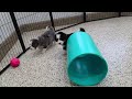 Mini Bernedoodle dogs for sale: Willow - Video 1