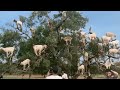 Shaun The Sheep In The Real World Moroccan Tree Climbing Goat Tree Goat