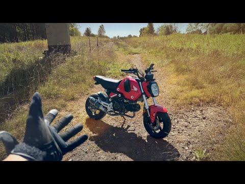 Еду в школу верхом на жеребце