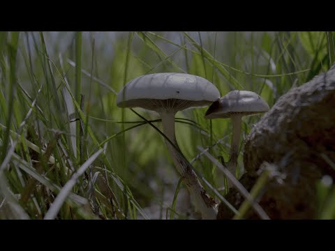 Hulunbuir series | Episode 8: Forest Elves