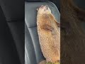 GROUNDHOG IN MY TRUCK! #shortsvideo #youtubeshorts #kanatitaxidermy #hunting #groundhog #taxidermy