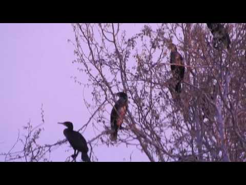 Dormitorio de cormoranes