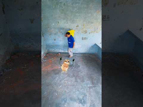 Owl 🦉 Gaya Kaam Se ￼🫣😱😭#funny #comedy #shortsfeed #cutebaby #vfx #viralvideo #reels