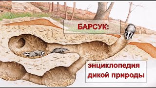 В какое время ловить на барсука