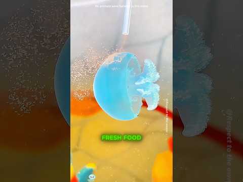 He Saved a Dying Jellyfish's Babies... Then Something Incredible Happened#shorts