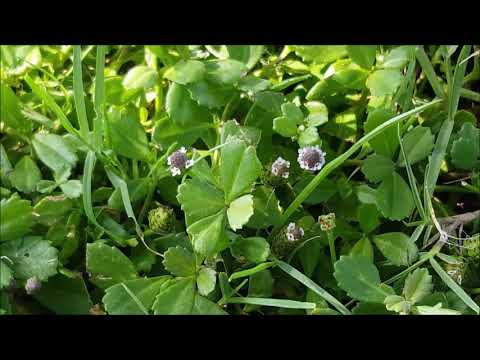 PLANTS OF OMAN - Qurm Beach