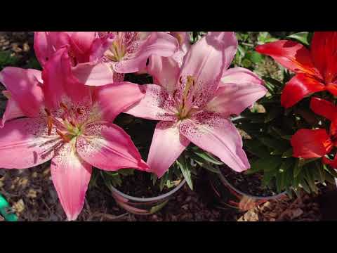 アジアユリ 植物