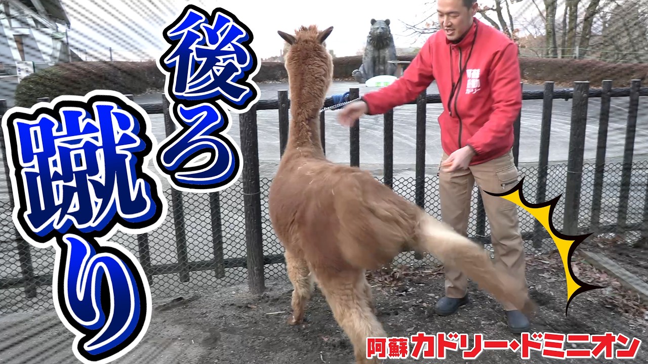「健康診断が嫌いで暴れ狂うアルパカ VS 飼育員」の仁義なき戦い