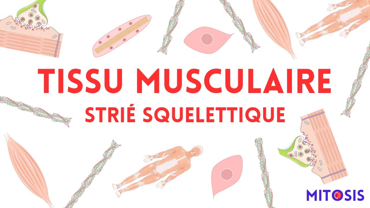 Tissu musculaire strié squelettique (myocyte, régénération musculaire...)