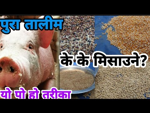 यसरी तयार हुन्छ बंगुरको लागि सस्तो दाना आफ्नै घरमा