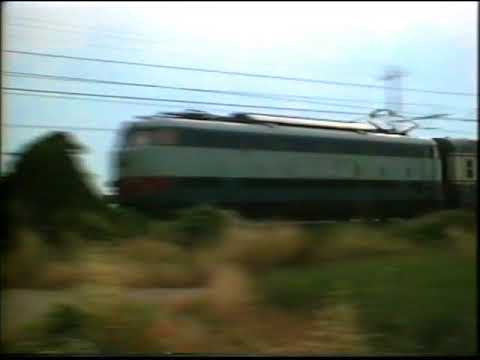 E444  Tartarughe in Romagna -  13