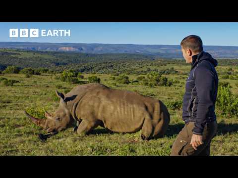 Rhino Rescue From The Sky! Steve Backshall In Action | Deadly 60 | BBC Earth Kids