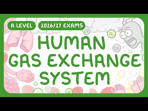 A-Level Biology - Human Gas Exchange System - Structure | Adaptations (2026/27 exams)