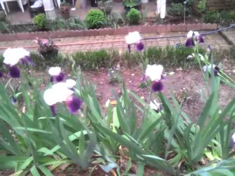 all the pretty flowers 2014