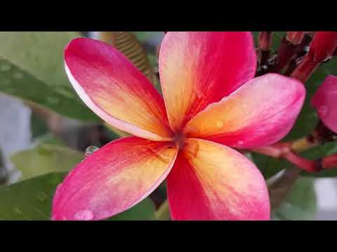 Flores de plumeria / frangipani florescendo - as 100 melhores variedades
