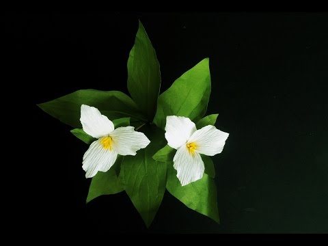 How To Make Trillium Paper Flowers - Craft Tutorial