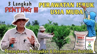Download lagu CARA MERAWAT TANAMAN JERUK USIA MUDA mp3