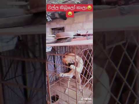 චන්ඳන සින ගගේ ජොකා නැතුව නාලා උගේ වල්ල කිබුලෝ කාලා😂😂😂