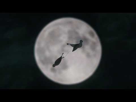 Albin Hasani - Satırlar (Official Video)