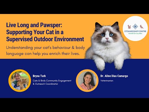 Live long and Pawsper: Supporting Your Cat in a Supervised Outdoor Environment