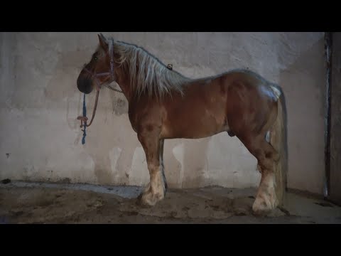 Caii lui Nicu Carlia de la Bogei, Bihor - 2023 Nou!!!