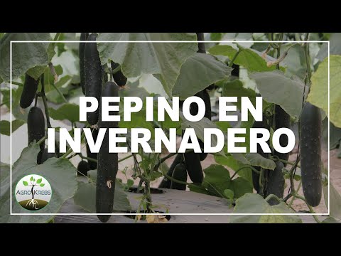 , title : 'Testimonio de cultivo de Pepino en Invernadero'
