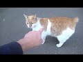 A Bunny Mama Cat And Her 3 Ginger Cats