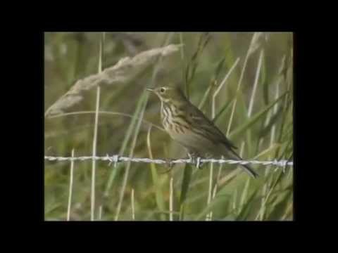 Phantom detection, weidevogels bescherming