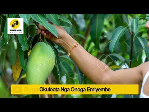 okuloota nga onoga emiyembe - Ebirooto Namakulu Gaabyo - Buganda Ekkula