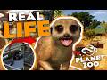 Building A Meerkat Habitat In Planet Zoo But I Need To Follow AZA Guidelines