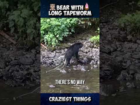 This is the most terrifying parasite for bears🐻 | Craziest Things Part 35 #viral #trending #animals